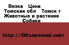 Вязка › Цена ­ 1 500 - Томская обл., Томск г. Животные и растения » Собаки   